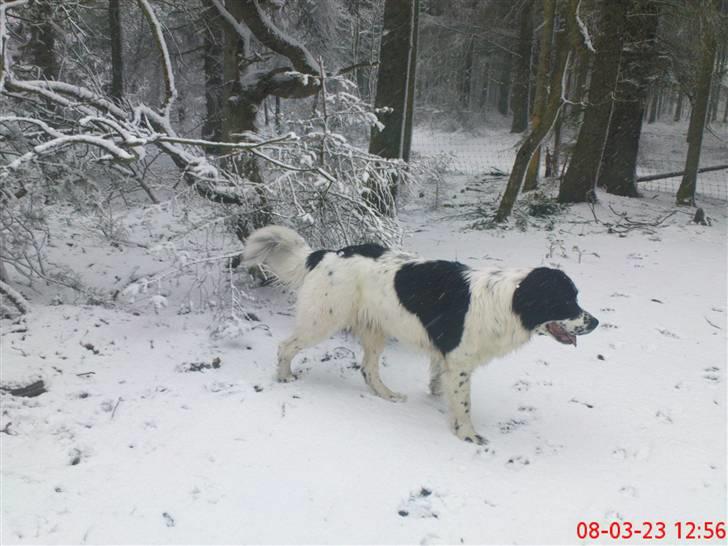 Landseer Pemfo billede 11