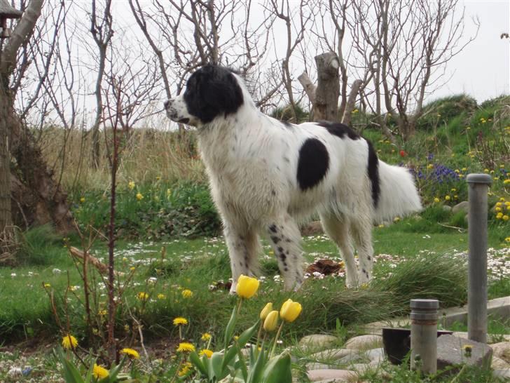 Landseer Pemfo billede 12