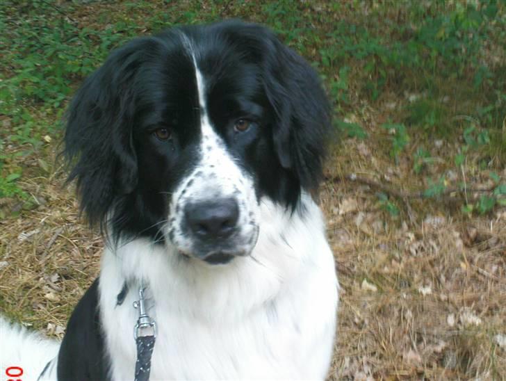 Landseer Pemfo billede 13