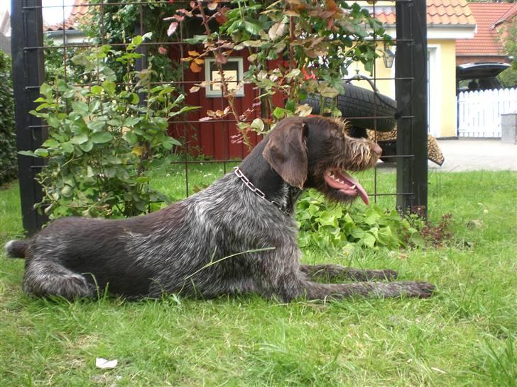 Ruhåret hønsehund Ra - kan godt ligge stille en sjældent gang :) billede 1