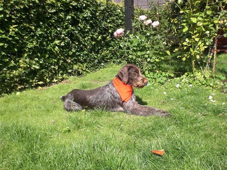 Ruhåret hønsehund Ra billede 2