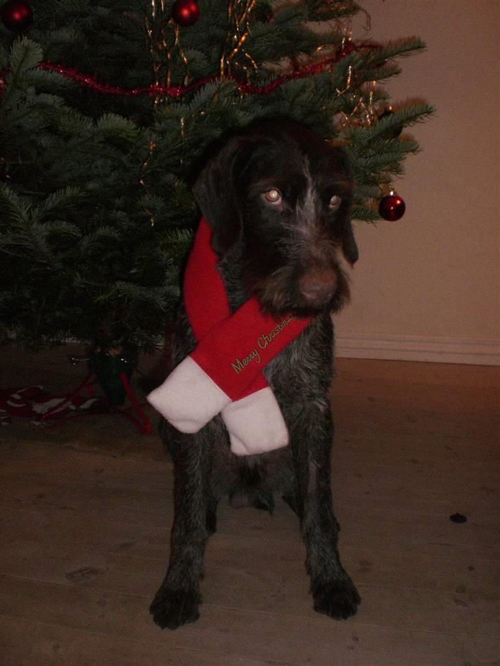 Ruhåret hønsehund Ra - hvorfor står der et stort træ i stuen? billede 3