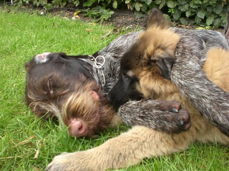 Ruhåret hønsehund Ra - Min lillebror er bare den bedste putte bamse =) billede 4