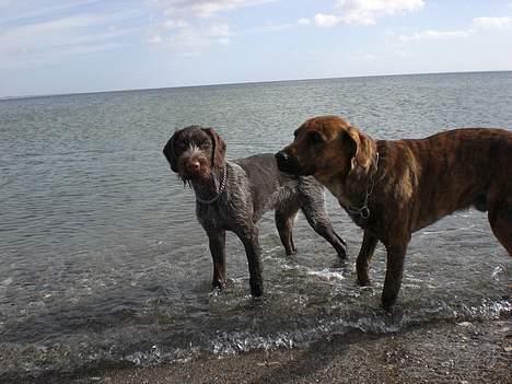 Ruhåret hønsehund Ra billede 5