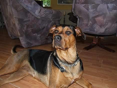 Blanding af racer freja billede 1