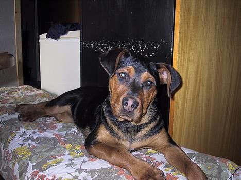 Blanding af racer freja billede 3