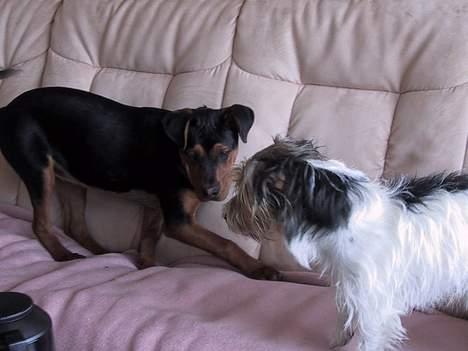 Blanding af racer freja - Lille Freja og hendes ven pax billede 4