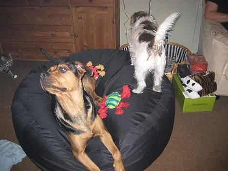 Blanding af racer freja billede 5