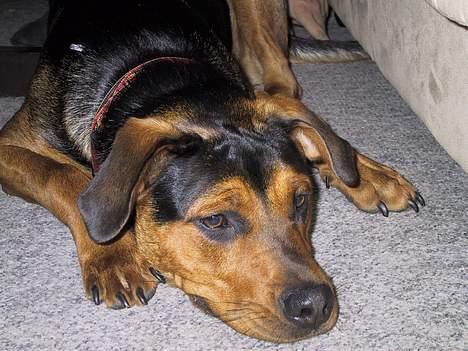 Blanding af racer freja billede 6