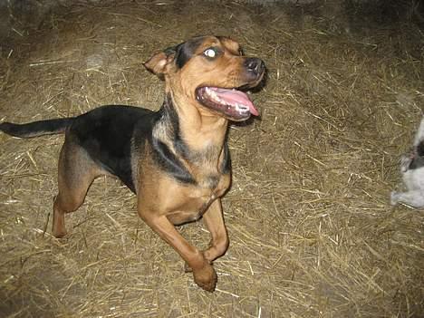 Blanding af racer freja - En tur i halmen skide sjovt billede 7