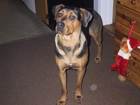 Blanding af racer freja billede 8