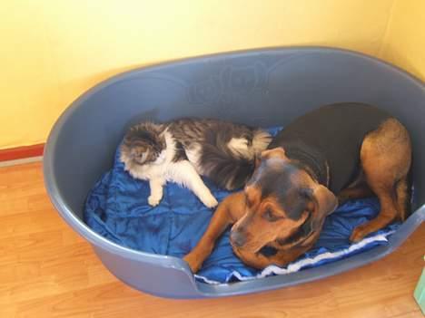 Blanding af racer freja - Freja og Tjalfe billede 9