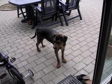 Blanding af racer freja billede 10