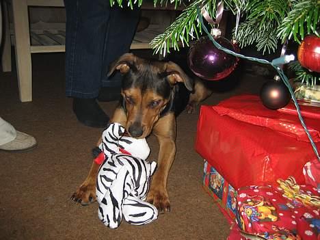 Blanding af racer freja - Frejas julegave billede 11