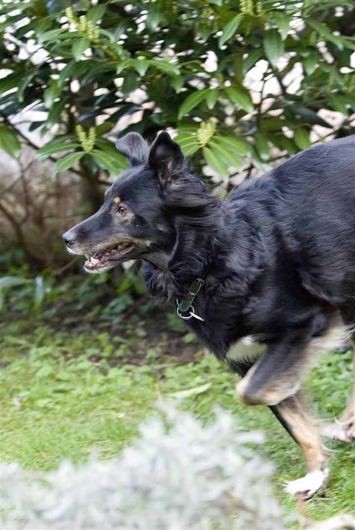 Blanding af racer Maxi billede 18