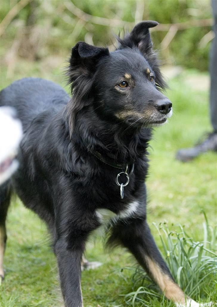 Blanding af racer Maxi billede 19