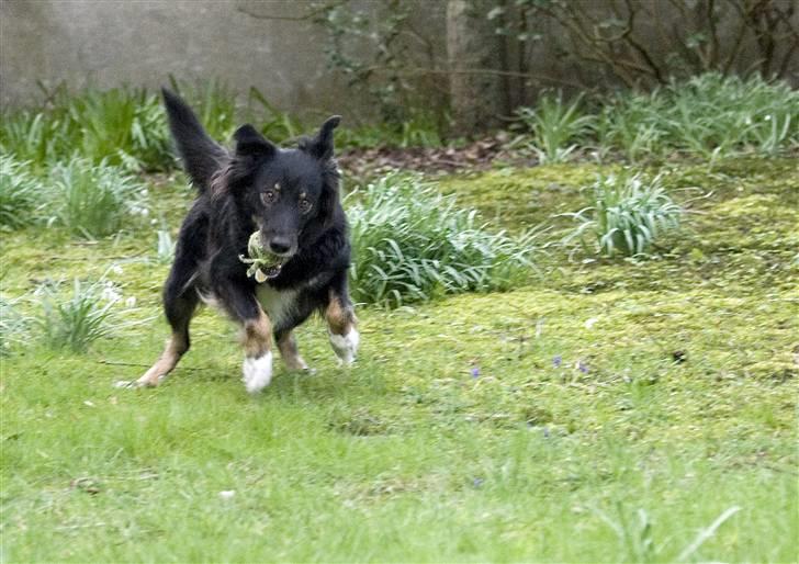 Blanding af racer Maxi billede 20