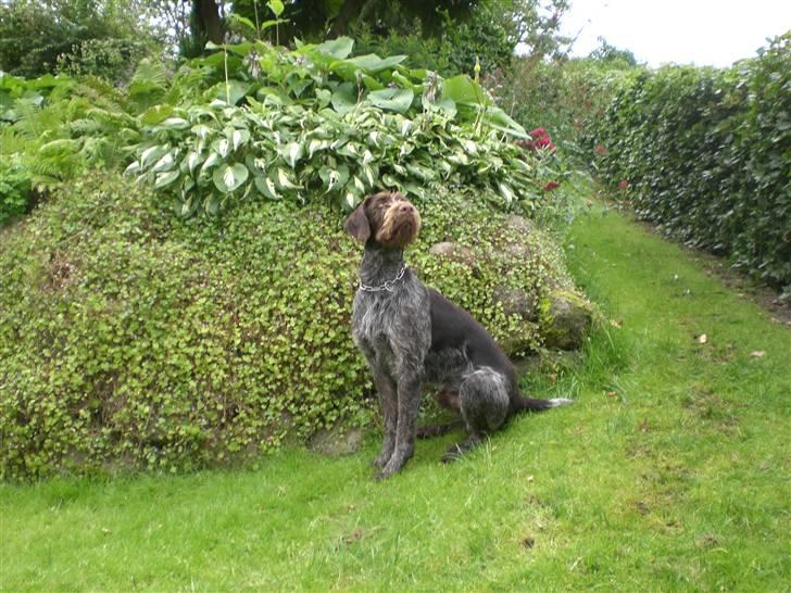 Ruhåret hønsehund Ra billede 6