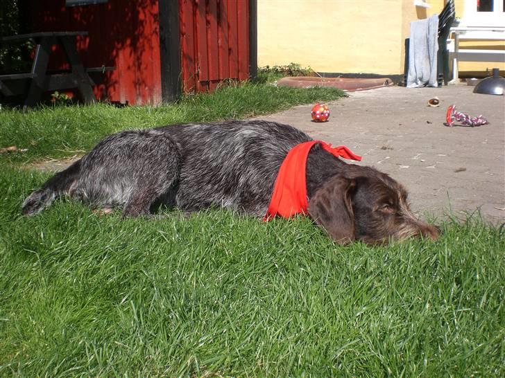 Ruhåret hønsehund Ra - åndsvage mor som giver en tørklæde på, jeg er en jagthund ikke en udklædningsdukke....! billede 7