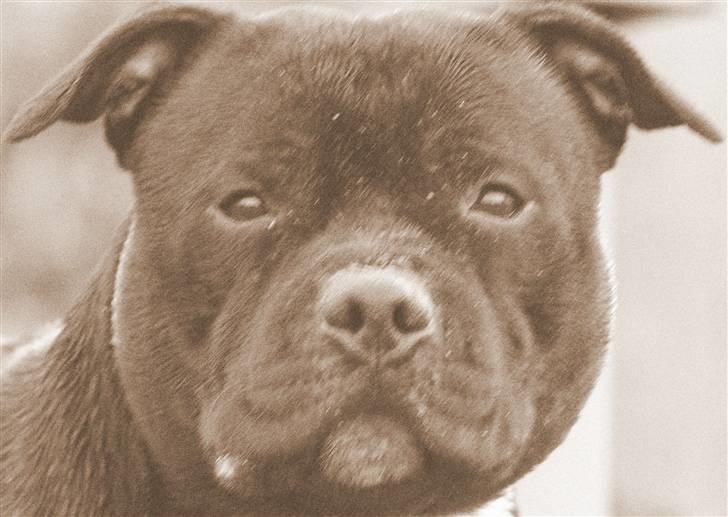 Staffordshire bull terrier Canaveral Port Erin RIP - 15/3-08 billede 15