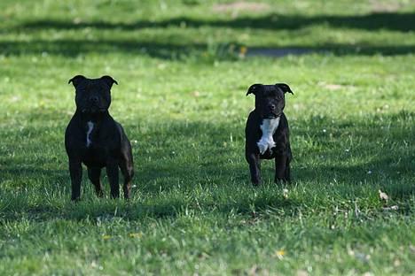 Staffordshire bull terrier Canaveral Port Erin RIP - Annie&Albert 21/4-07 billede 18