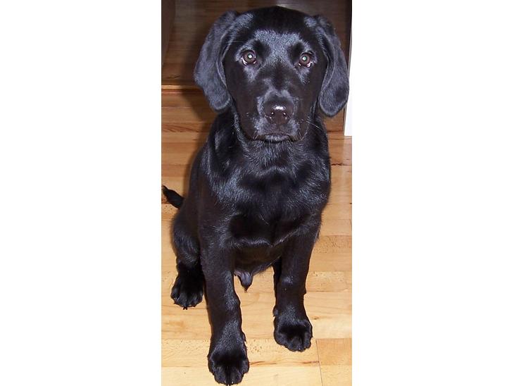 Labrador retriever Barco - Hej jeg hedder Barco billede 1