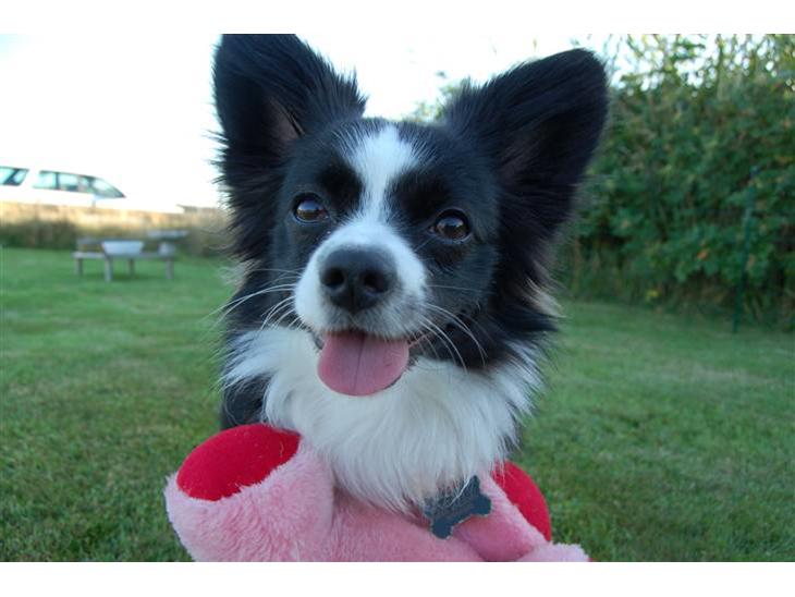 Papillon Kiddo billede 1