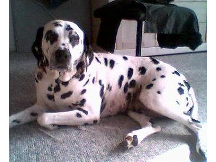 Dalmatiner gabi r.i.p. - en herlig forårs dag til at sole sig billede 1