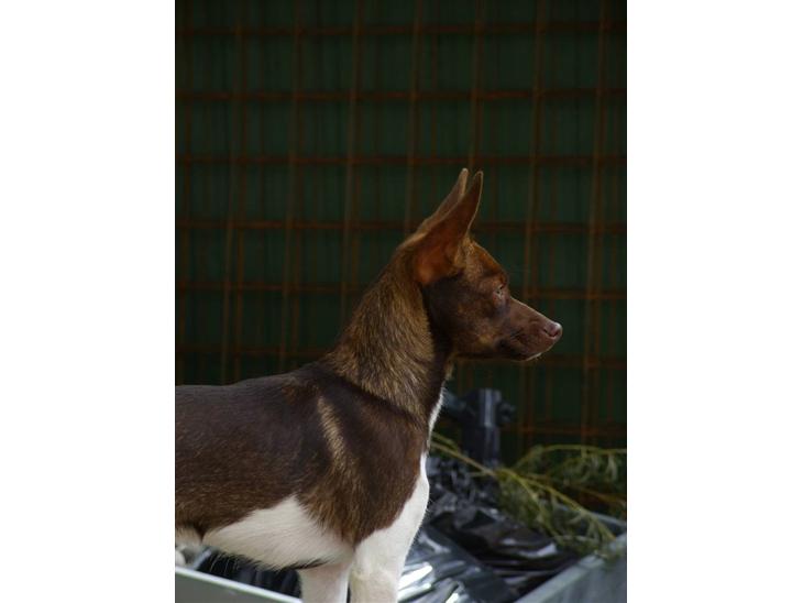 {{currentPhoto.altText}} billede {{currentPhoto.number}}