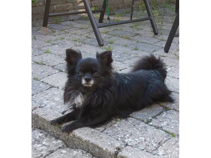Chihuahua  - ~°º• Nico •º°~ -  - Min dejlige baby....  billede 1
