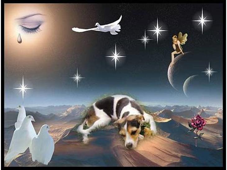 Dansk svensk gaardhund Bob R.I.P. - R.I.P Bob billede 1
