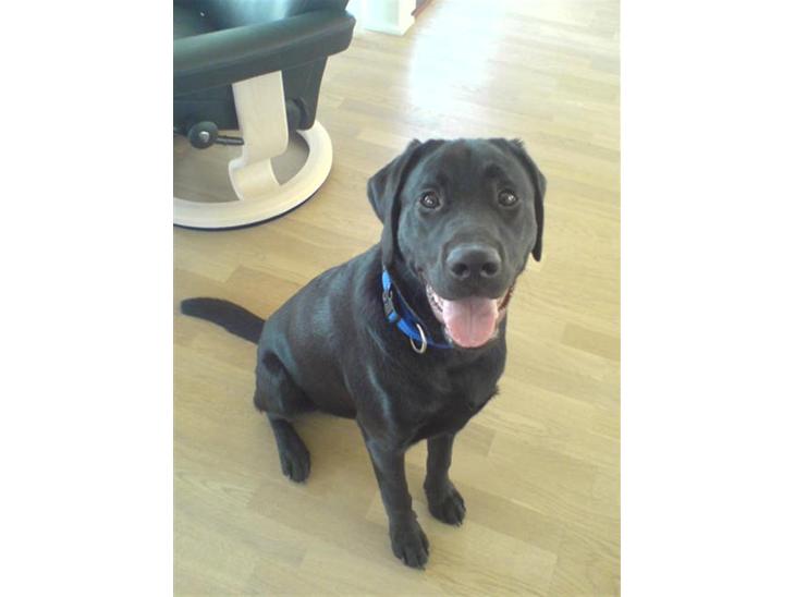 Labrador retriever Benjos black Chivas - Chivas :) billede 1