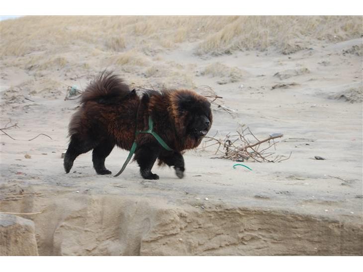 Chow chow nikita - ha ha jeg var der ogå  billede 1