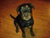 Rottweiler Bosley (Boss)
