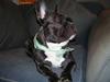 Fransk bulldog Kenzo