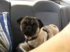 Mops Sigurt