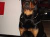 Rottweiler samson