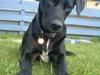 Labrador retriever Lucas