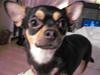 Chihuahua Boss