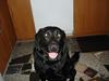 Labrador retriever thies