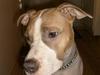 Amerikansk staffordshire terrier Princess Babe R.I.P.  :(