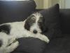 Petit basset griffon wendéen Charlie
