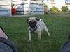 Mops Carlos