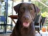 Labrador retriever Milo [Tidl. hund]