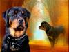 Rottweiler Darcho rip 16/10-09