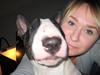 Bullterrier CIRKELINE