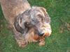 Gravhund Tobby