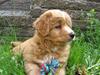 Nova scotia duck tolling retriever Tolkien