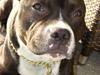 Staffordshire bull terrier Andy