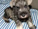 Dvaergschnauzer Solimans A Taste Of Honey